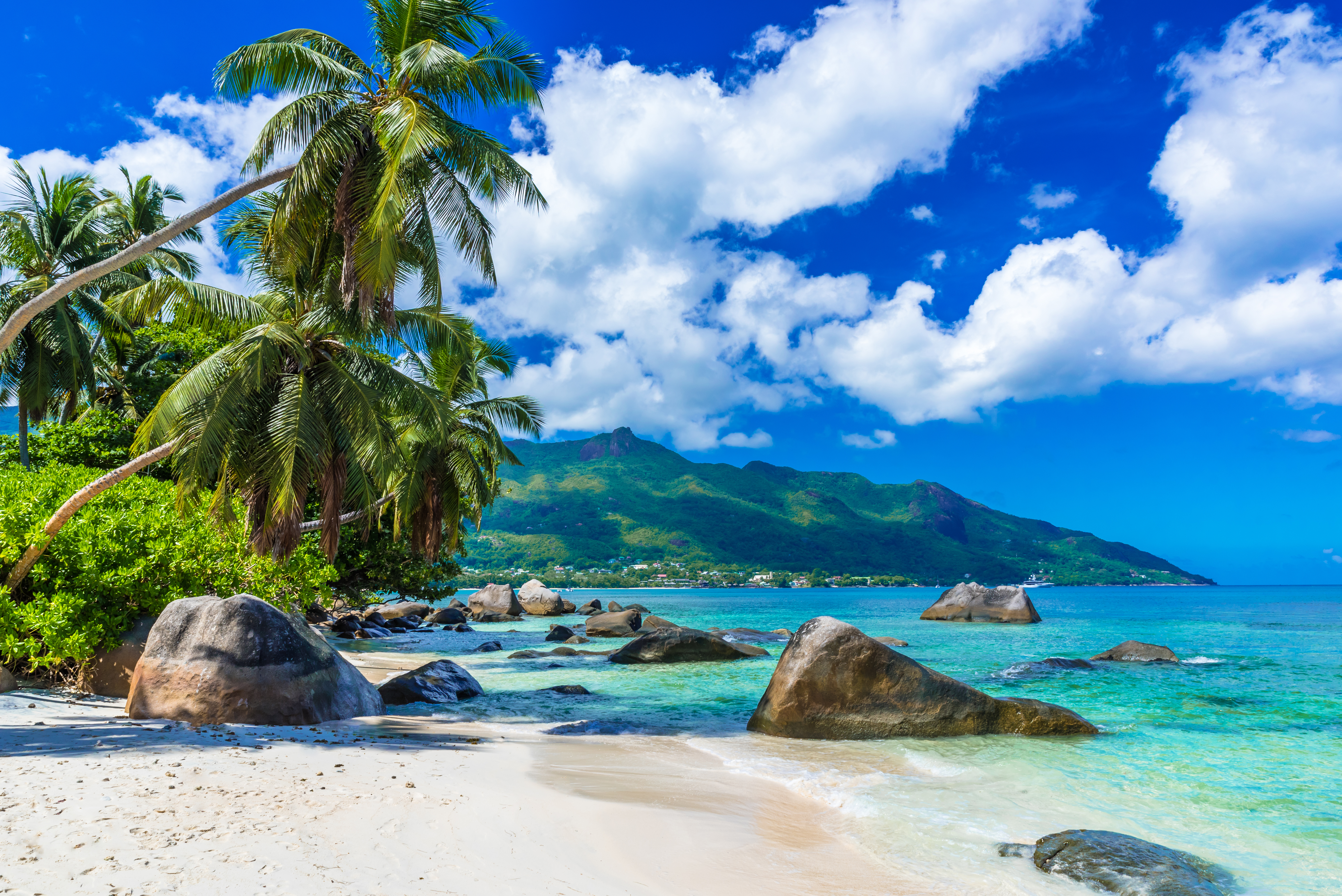 a beach with palm trees and rocks