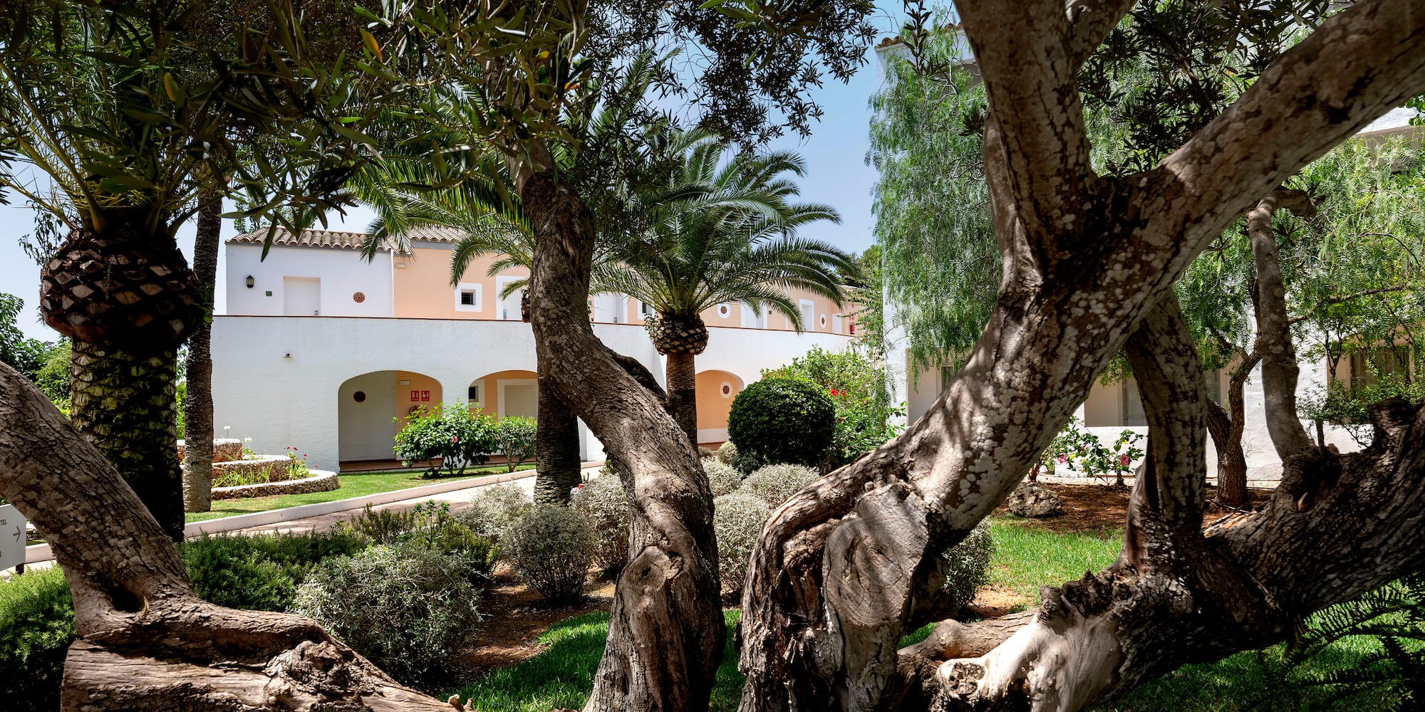 a tree with many branches and bushes in front of a building
