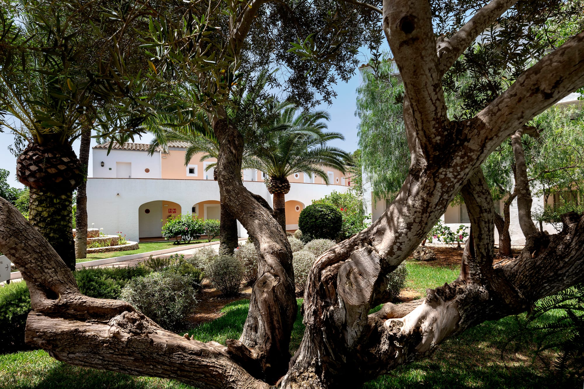 Olive tree and palm trees in a sunny Mediterranean garden with a white building.