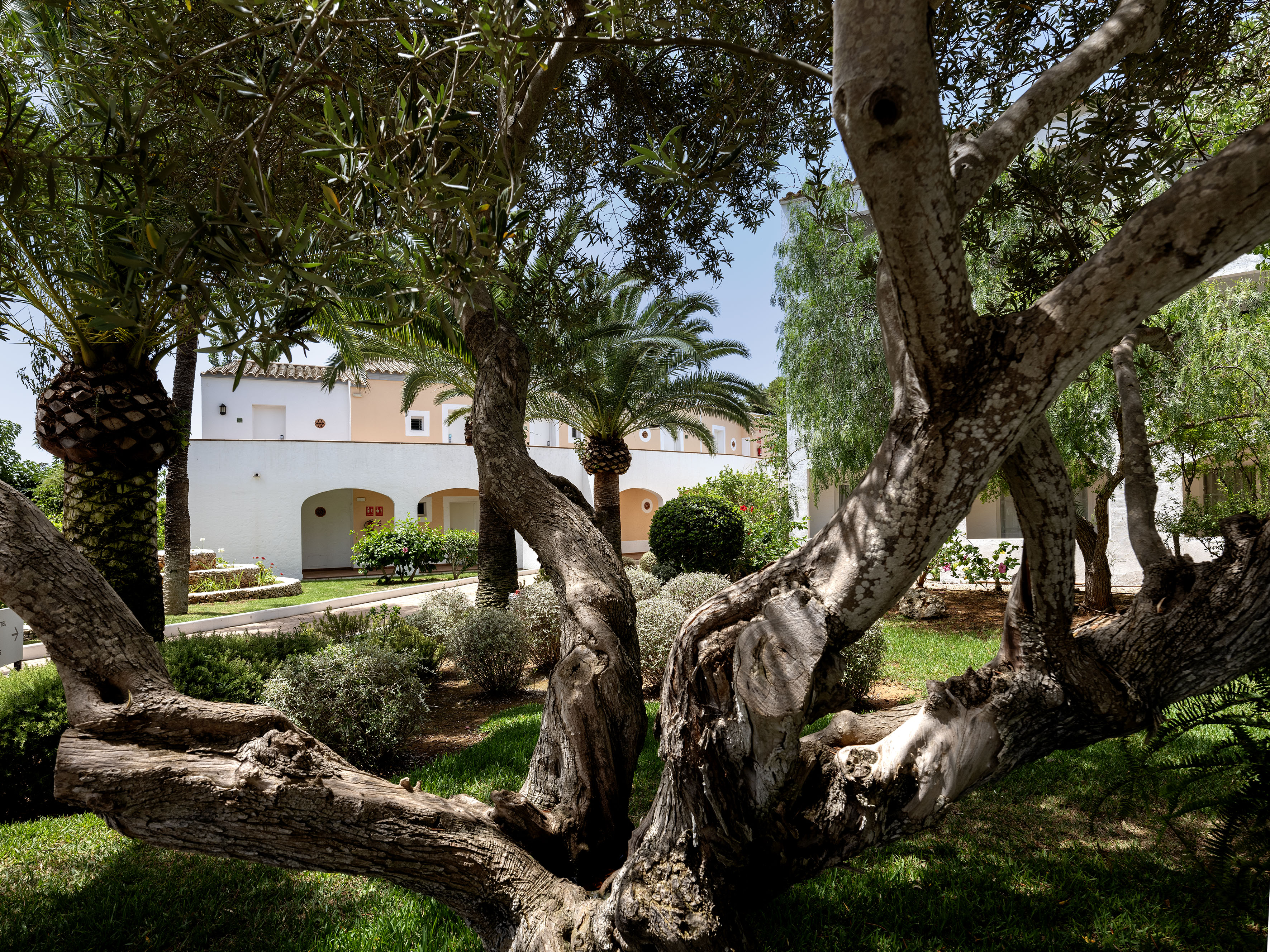 Olive tree and palm trees in a sunny Mediterranean garden with a white building.