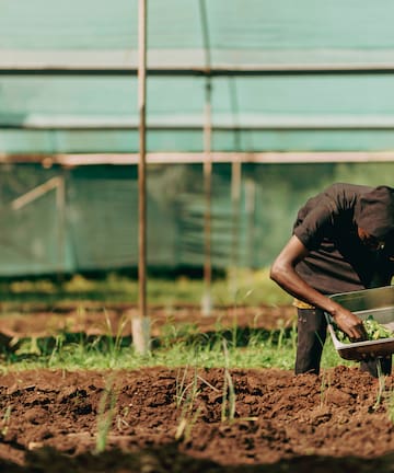 a man in a black shirt working in a field