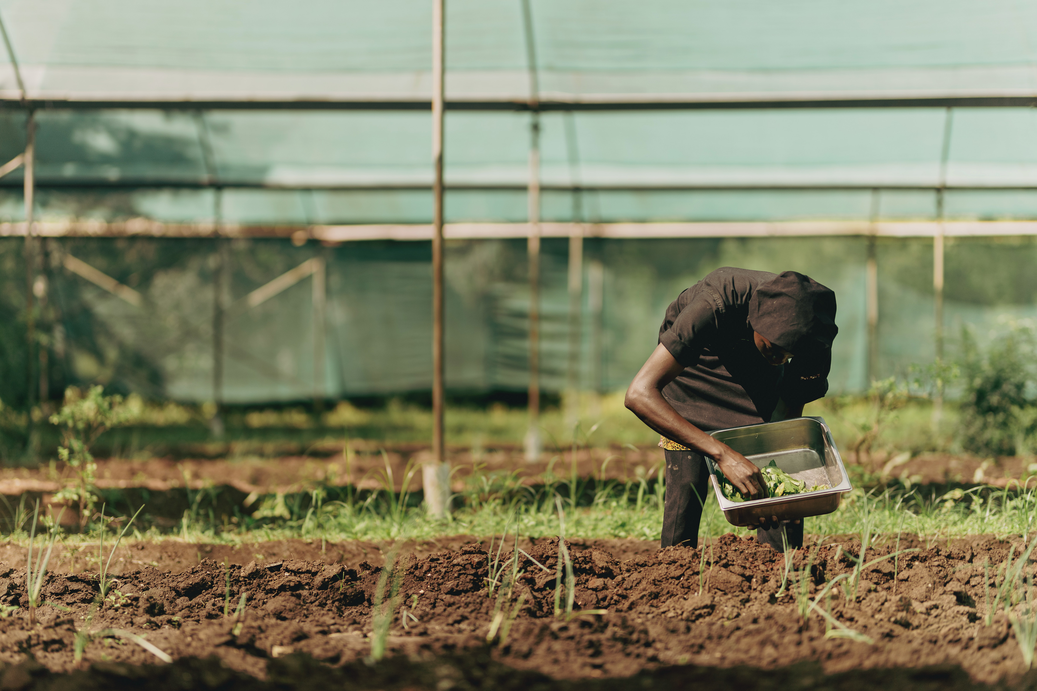 Farmer harvesting fresh greens in a field with a greenhouse.