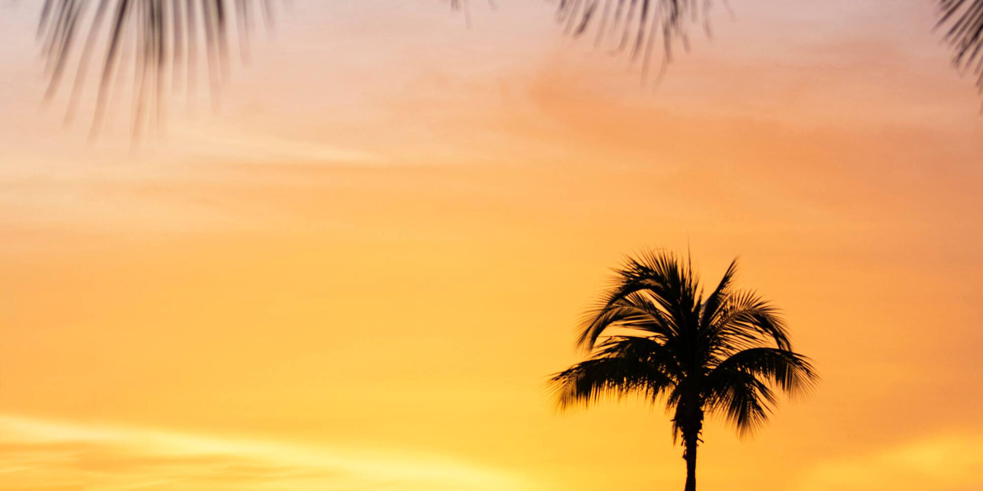 a palm tree on a beach