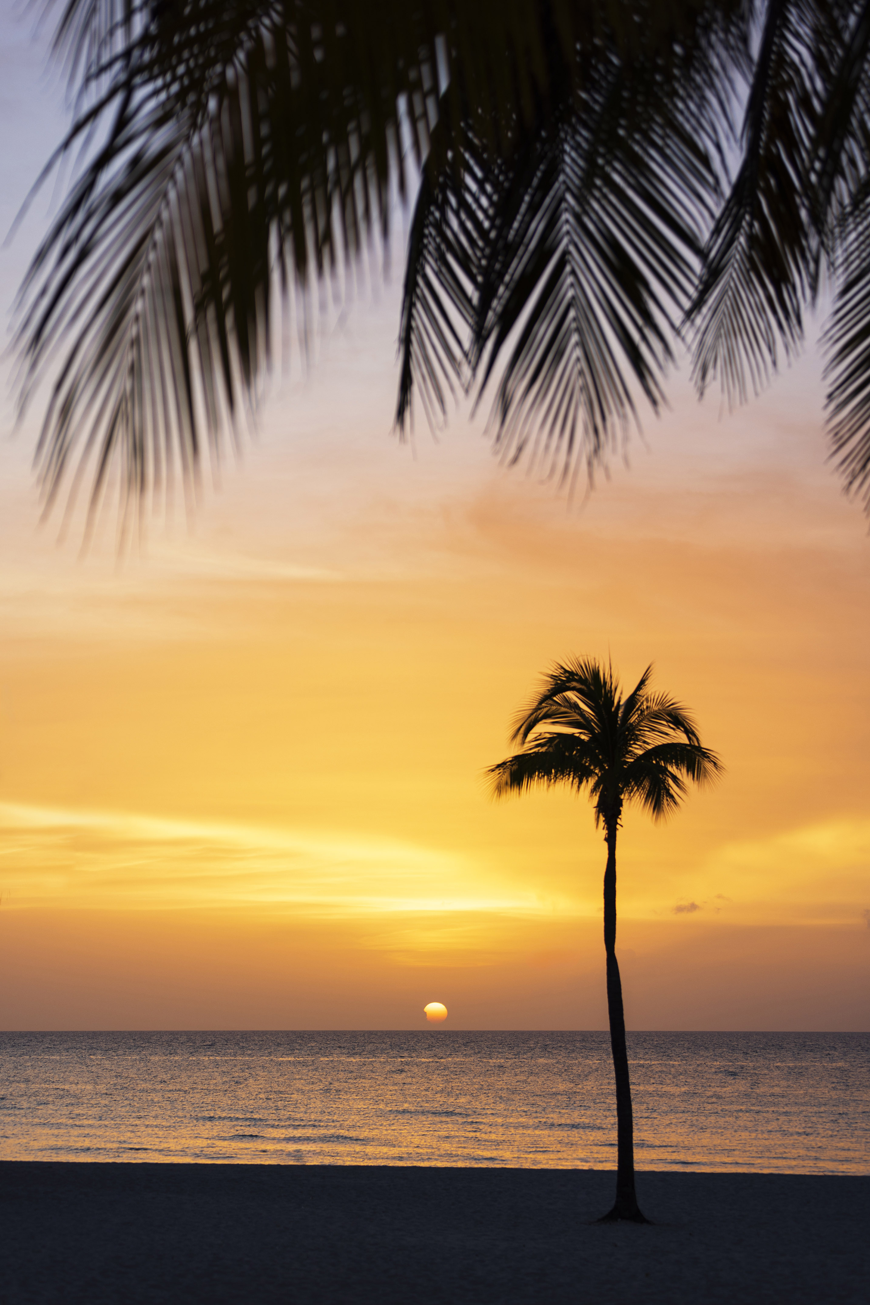 a palm tree on a beach
