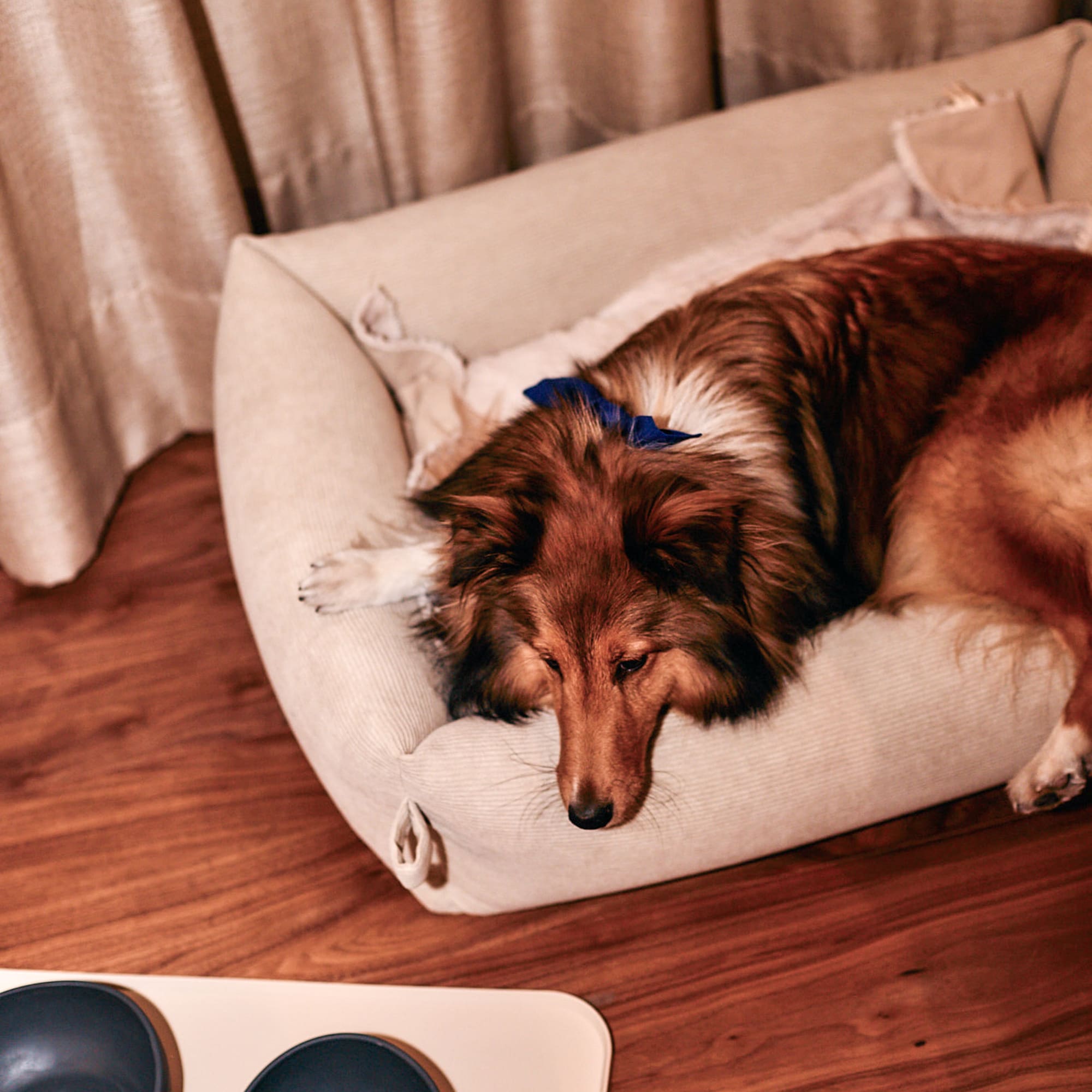 a dog lying on a dog bed