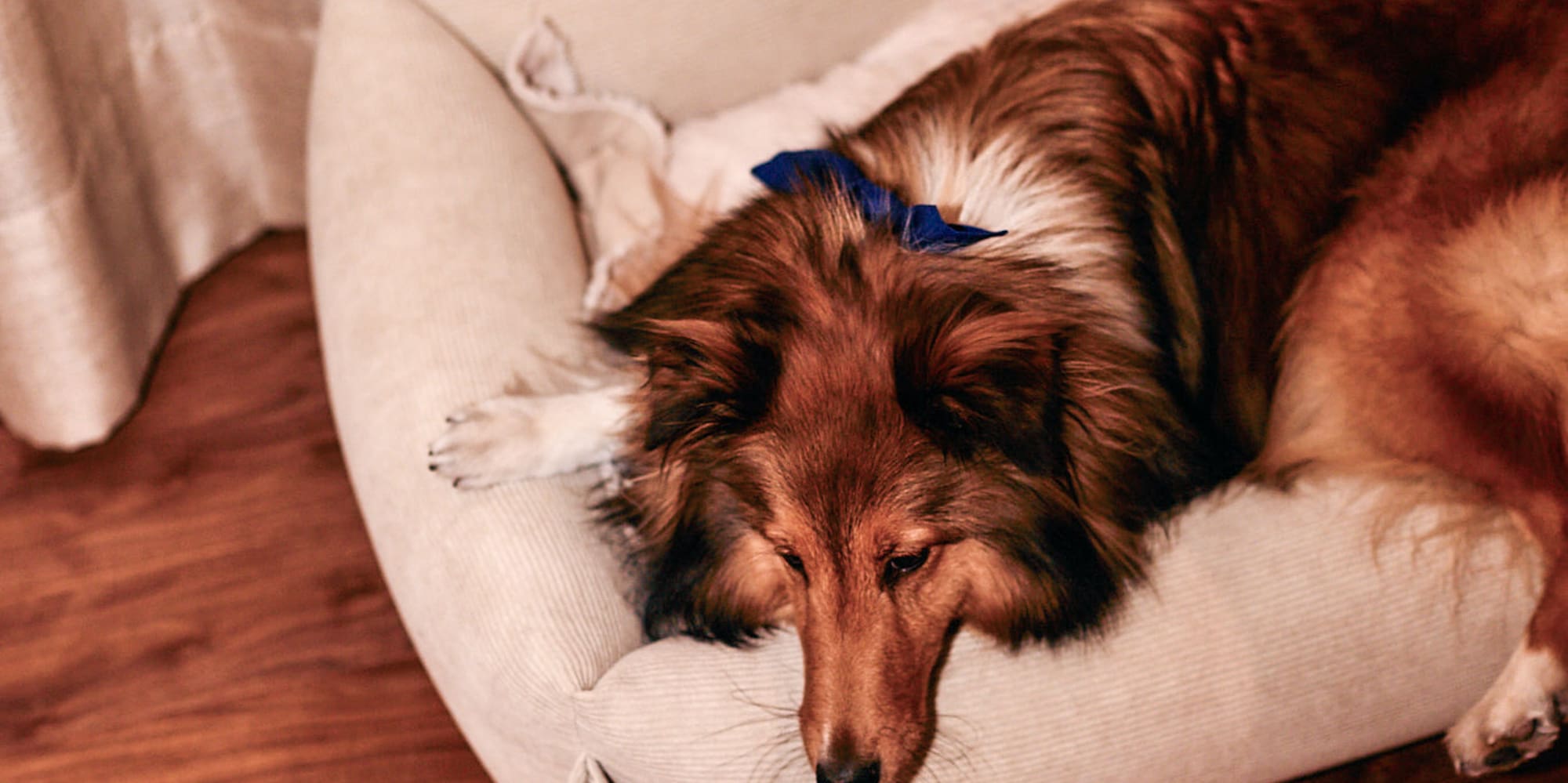 a dog lying on a dog bed