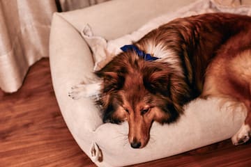 a dog lying on a dog bed