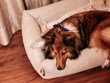 a dog lying on a dog bed