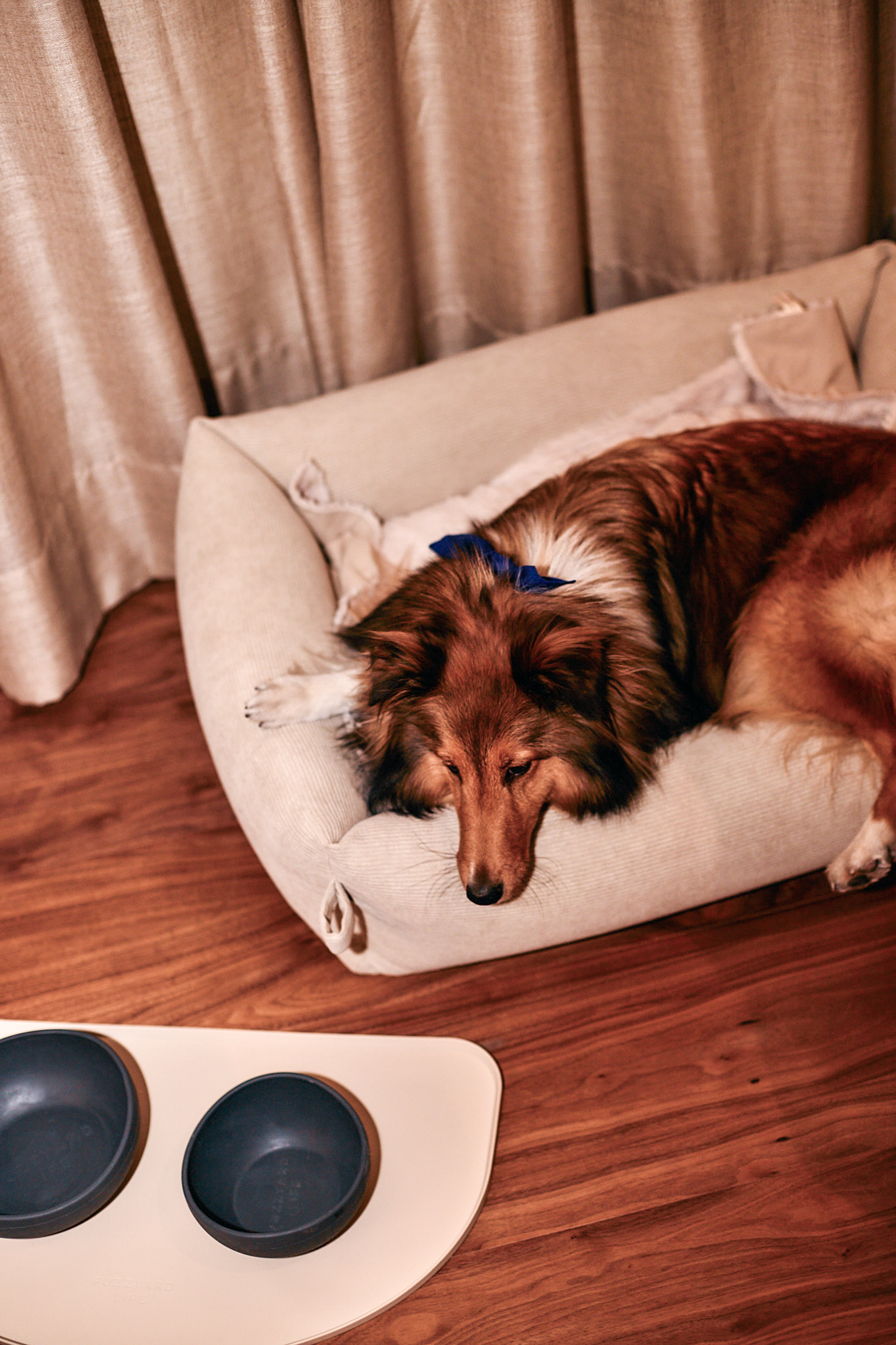 Red-brown collie dog sleeping in soft pet bed with bowls on wood floor.