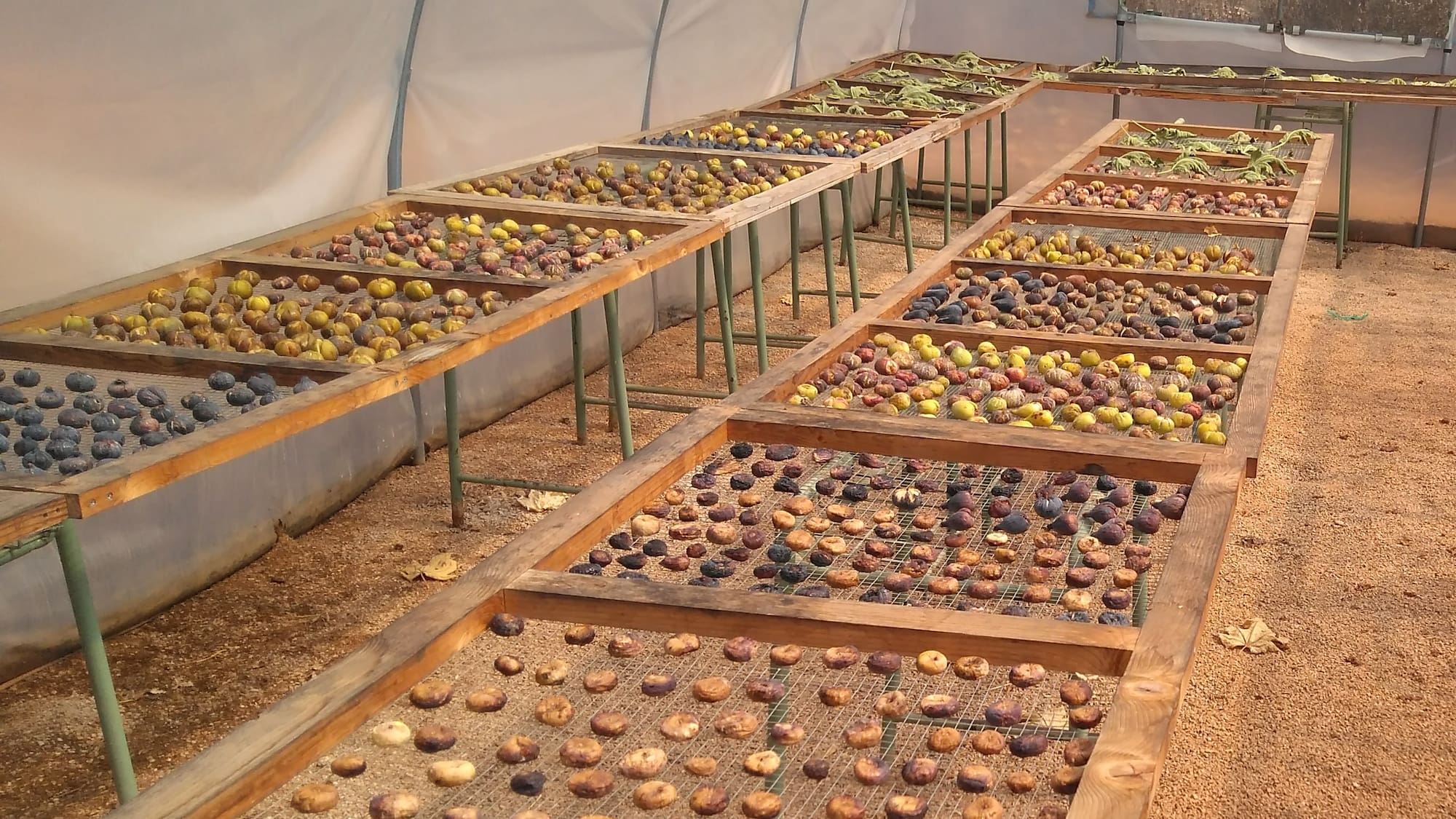 rows of fruit in a greenhouse