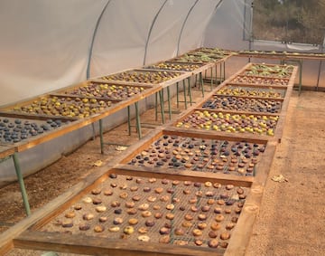 rows of fruit in a greenhouse