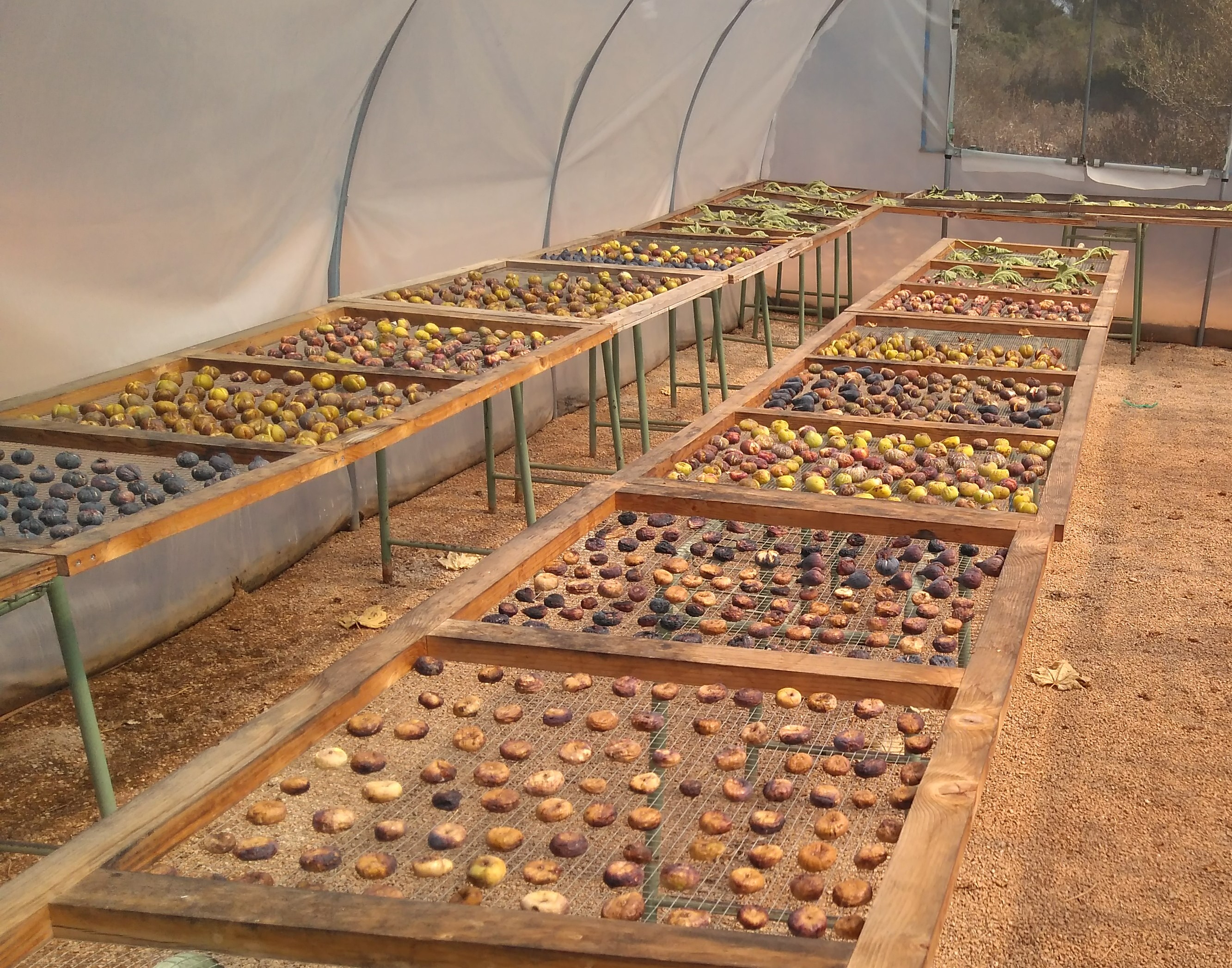 rows of fruit in a greenhouse