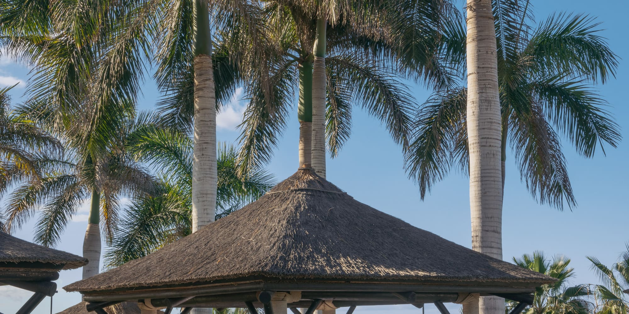 a gazebo with a palm tree in the background
