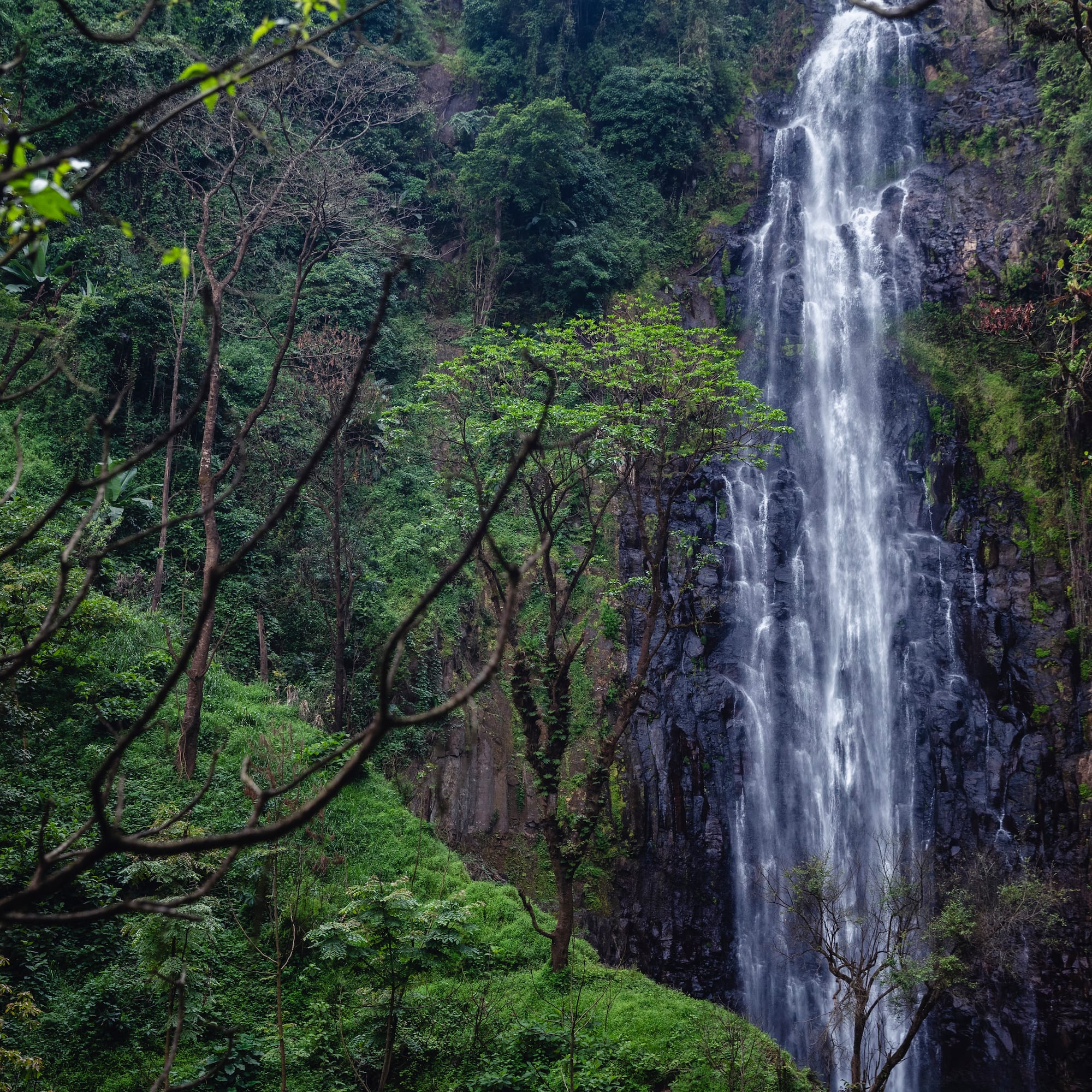 a waterfall in the forest