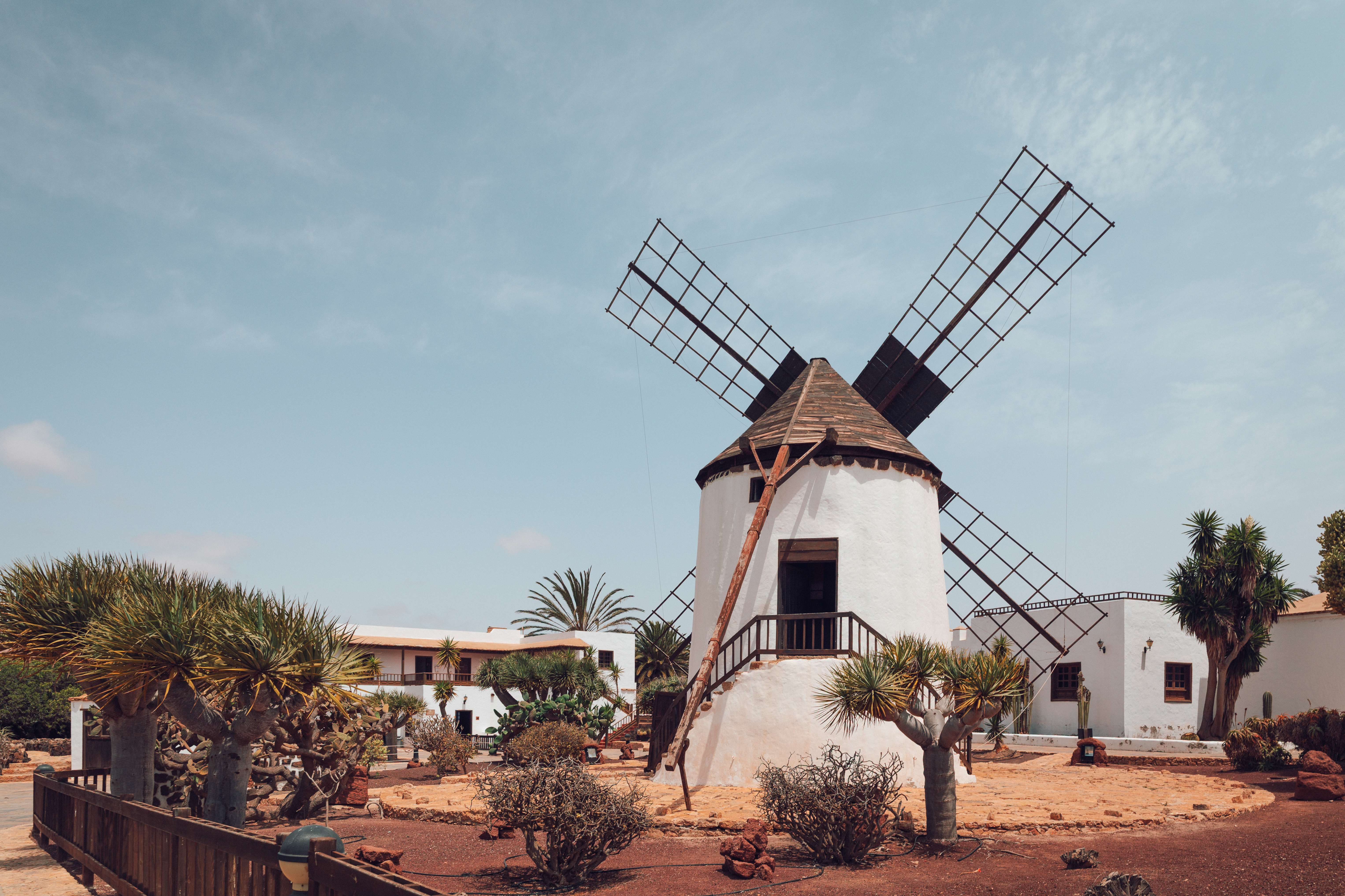 Molino de viento blanco en Fuerteventura. Paisaje árido con palmeras y drago.