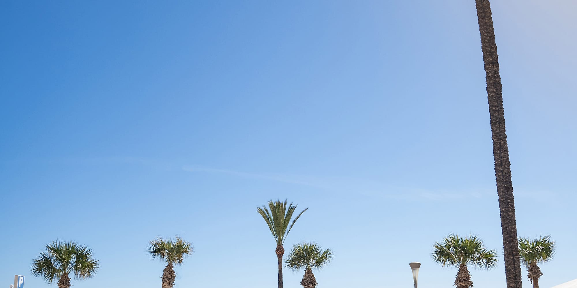 a pool with palm trees and a beach in the background
