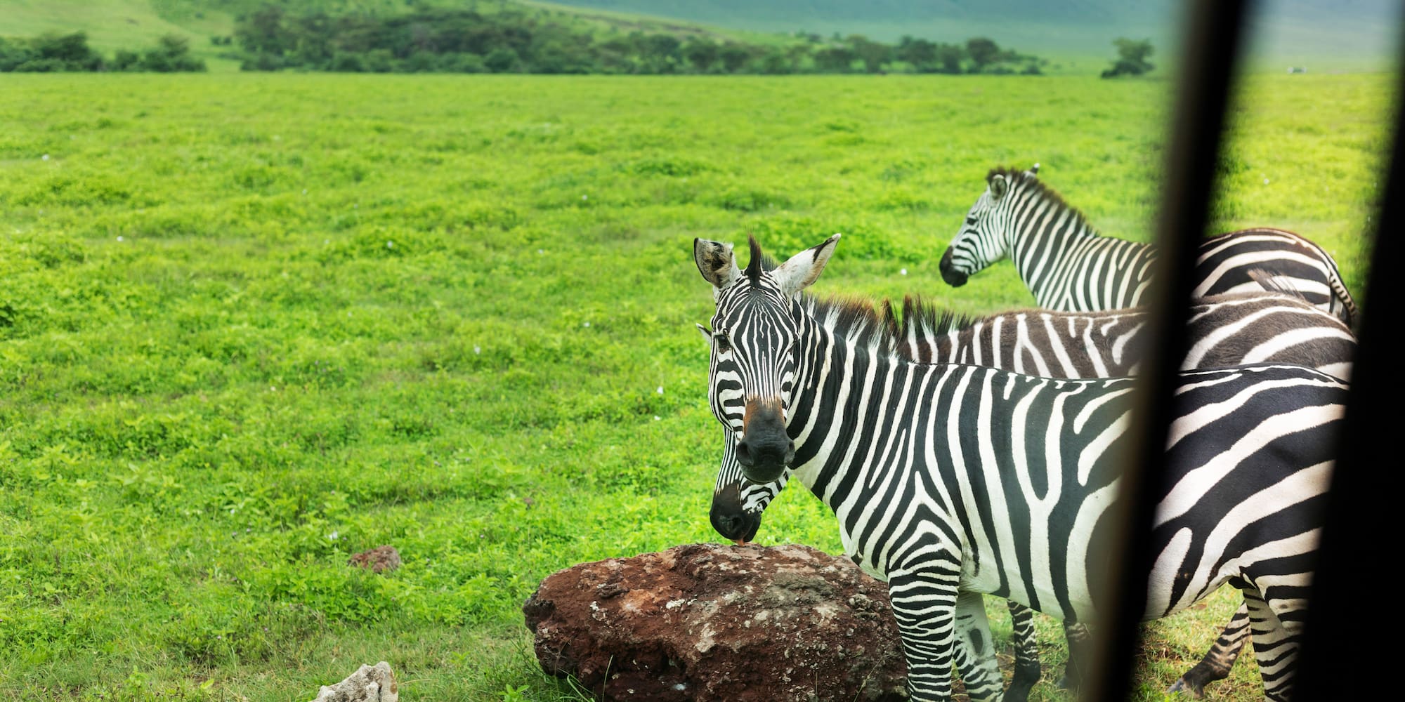 a group of zebras in a grassy field