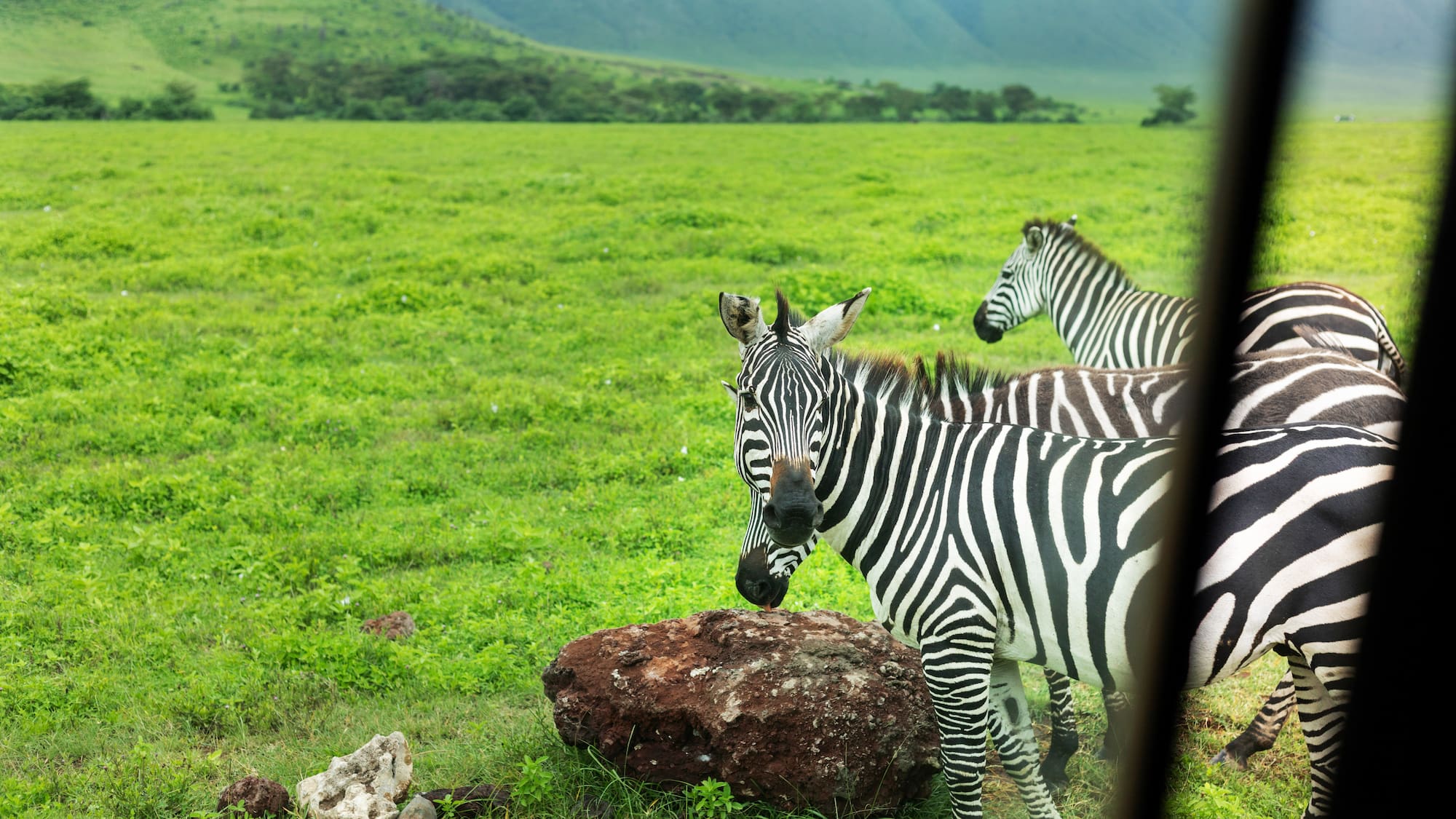 a group of zebras in a grassy field