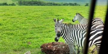 a group of zebras in a grassy field