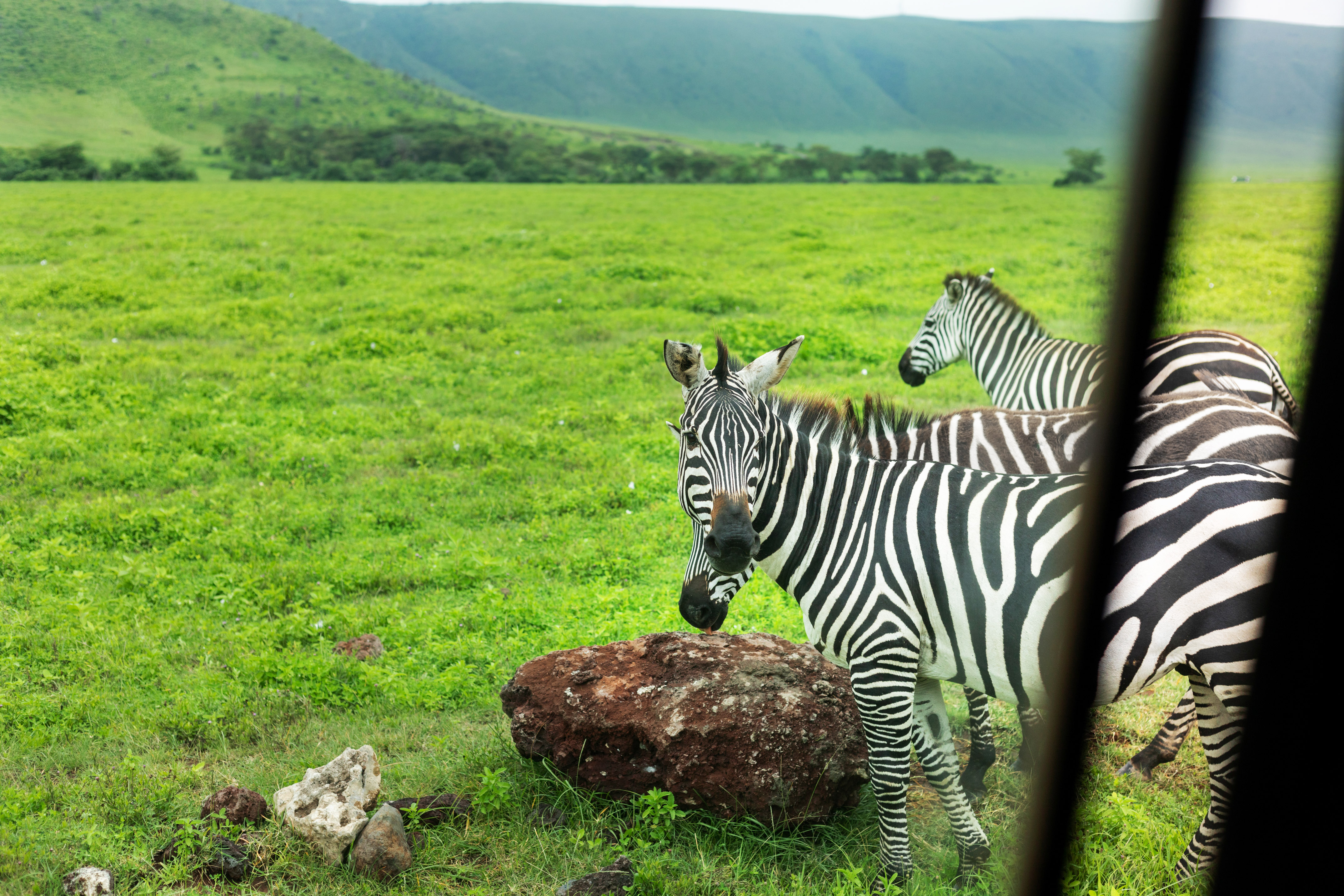 Zebras in green African plains, distant hills, seen from safari vehicle.