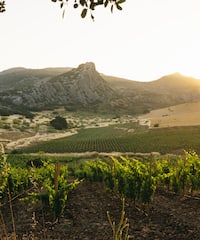 a vineyard in the sun