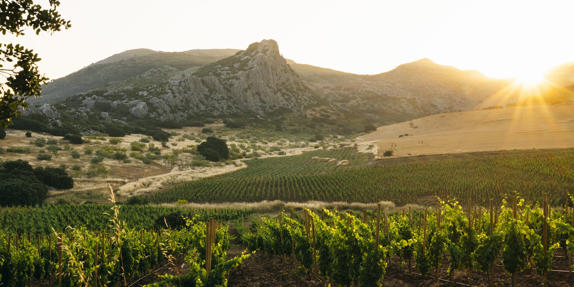 a vineyard in the sun