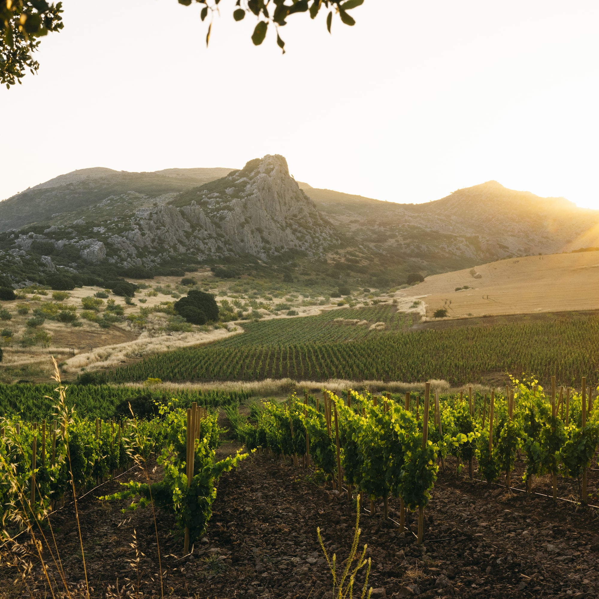 a vineyard in the sun