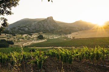 a vineyard in the sun