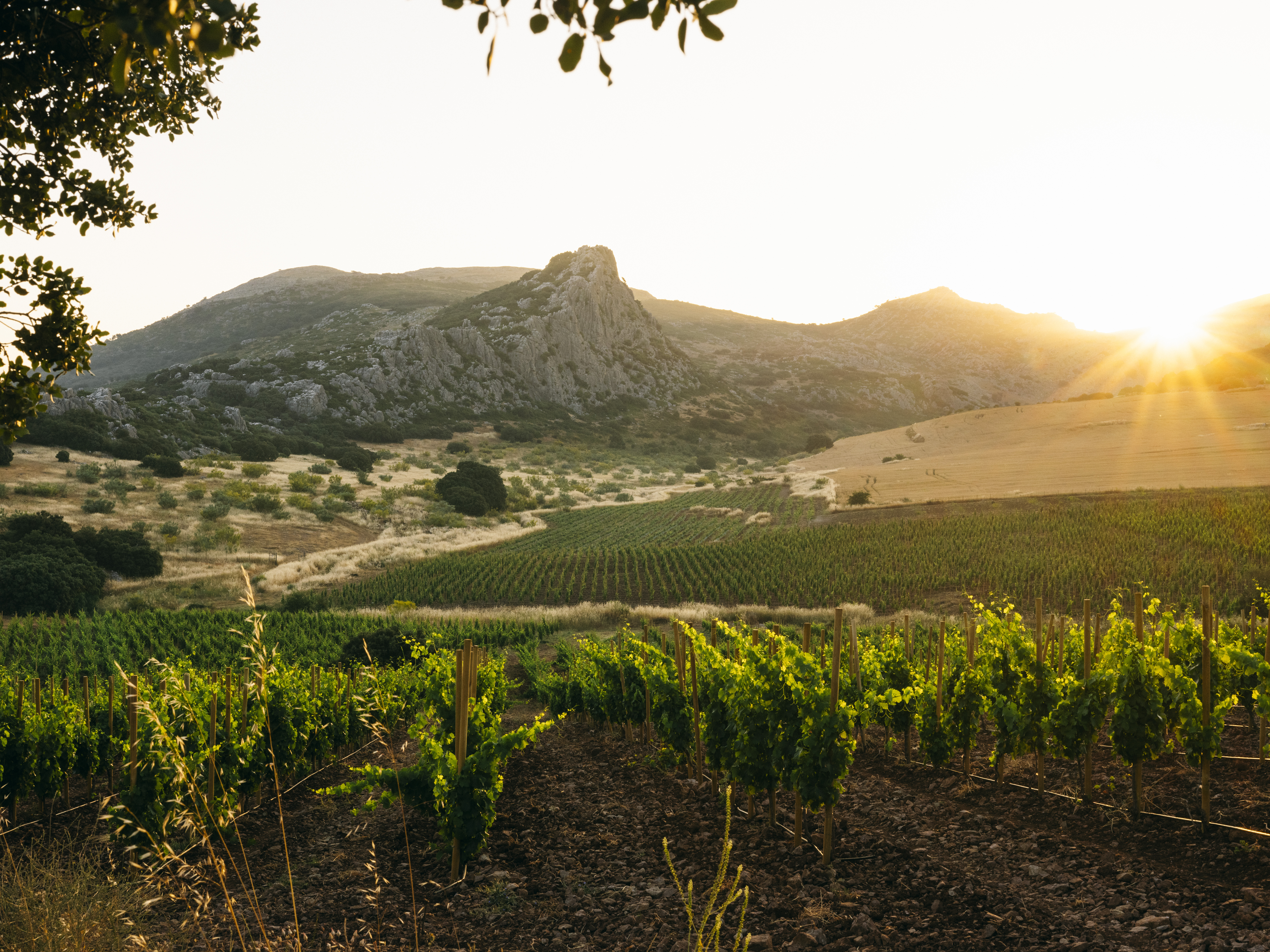 a vineyard in the sun