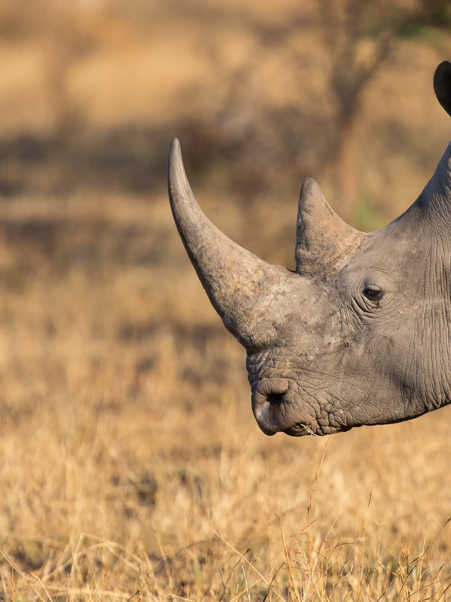 a rhinoceros in a field
