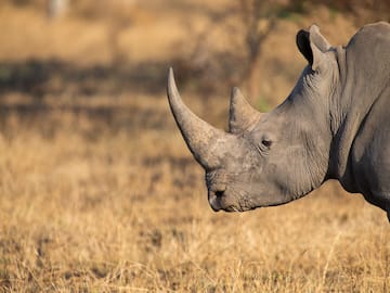 a rhinoceros in a field