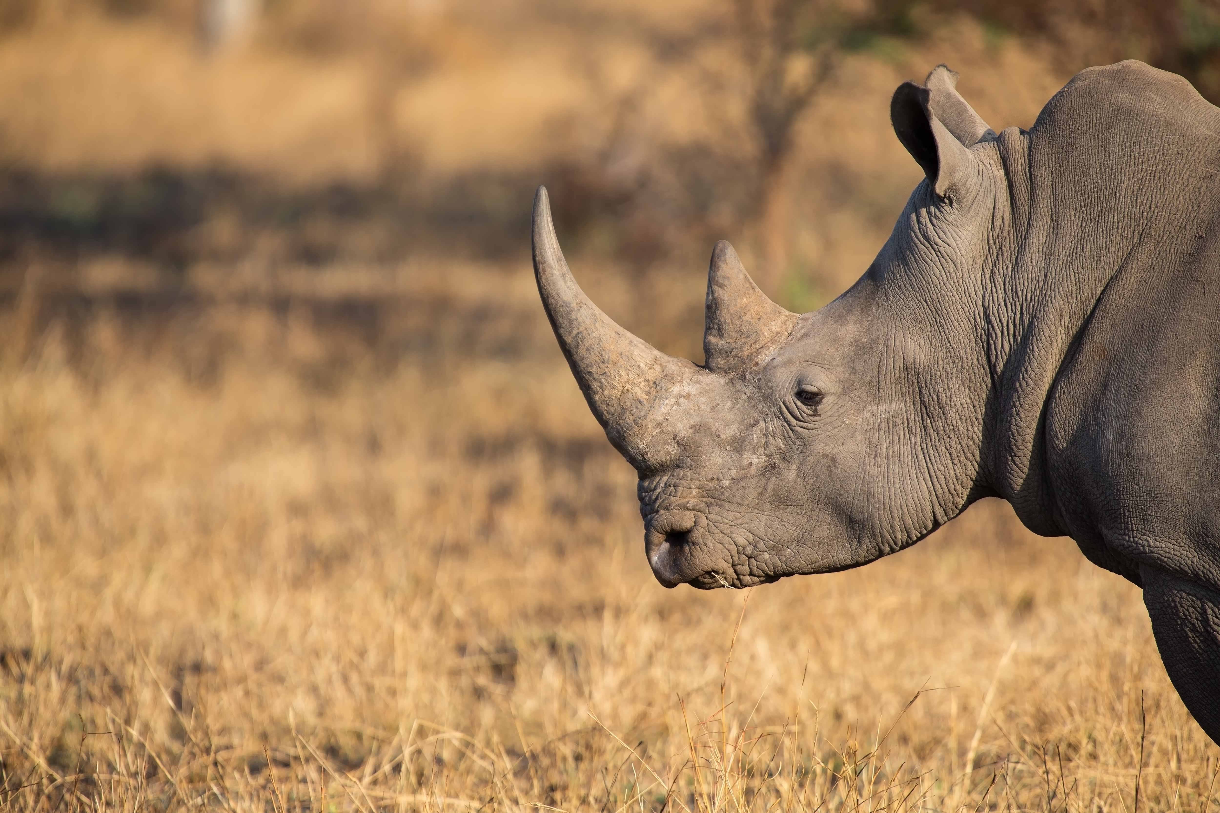 White rhino with large horn in dry golden grass.