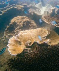 fish swimming in the water