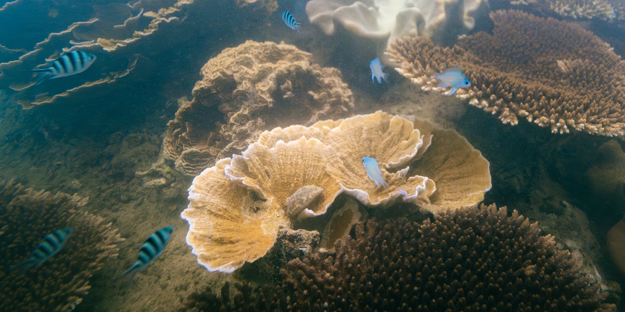 fish swimming in the water