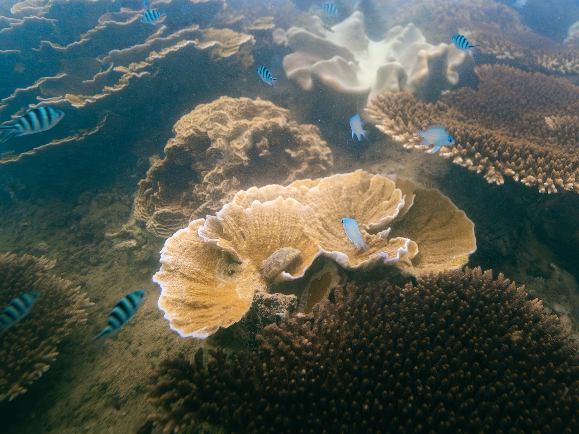 fish swimming in the water