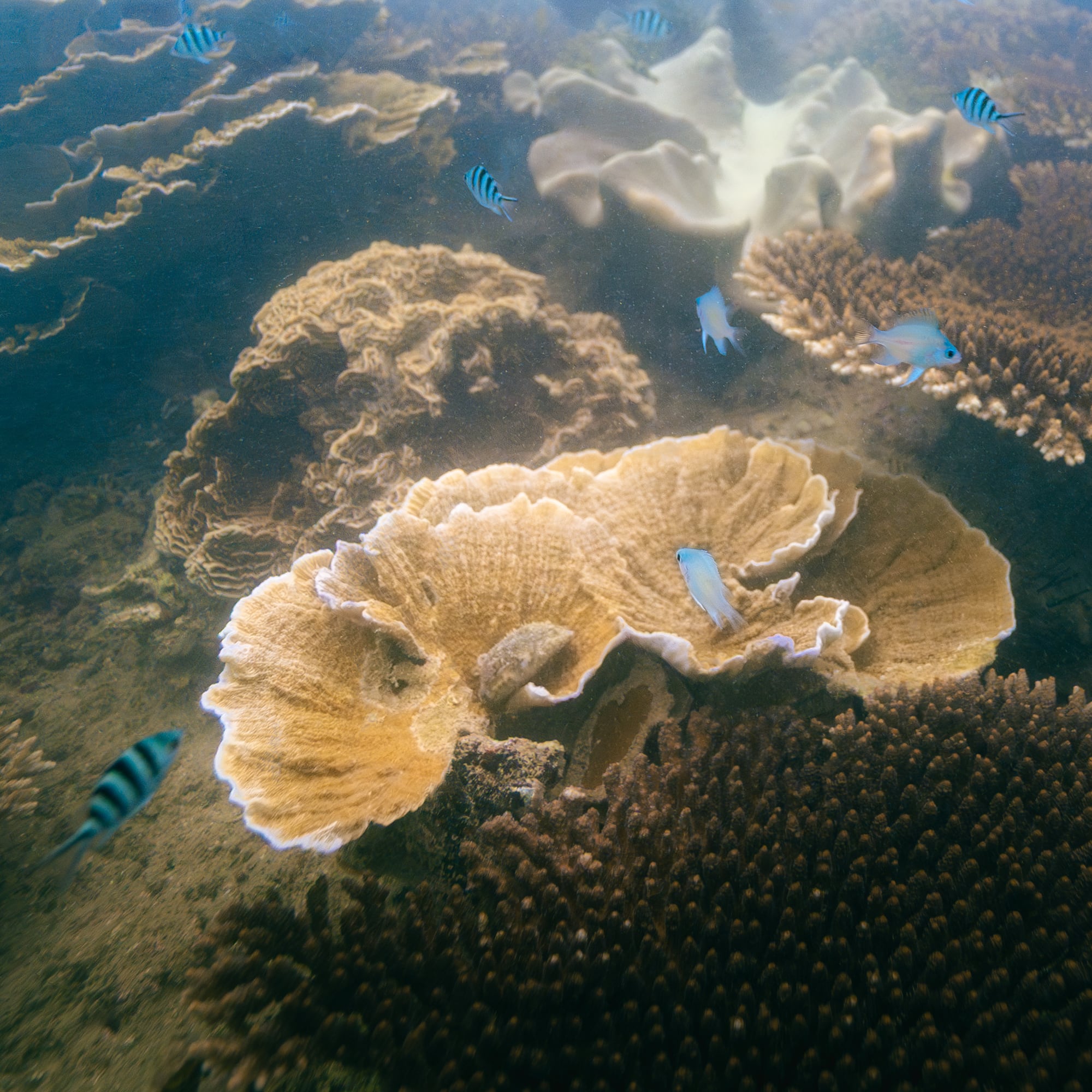 fish swimming in the water