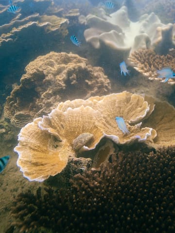 fish swimming in the water