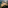 fish swimming in the water