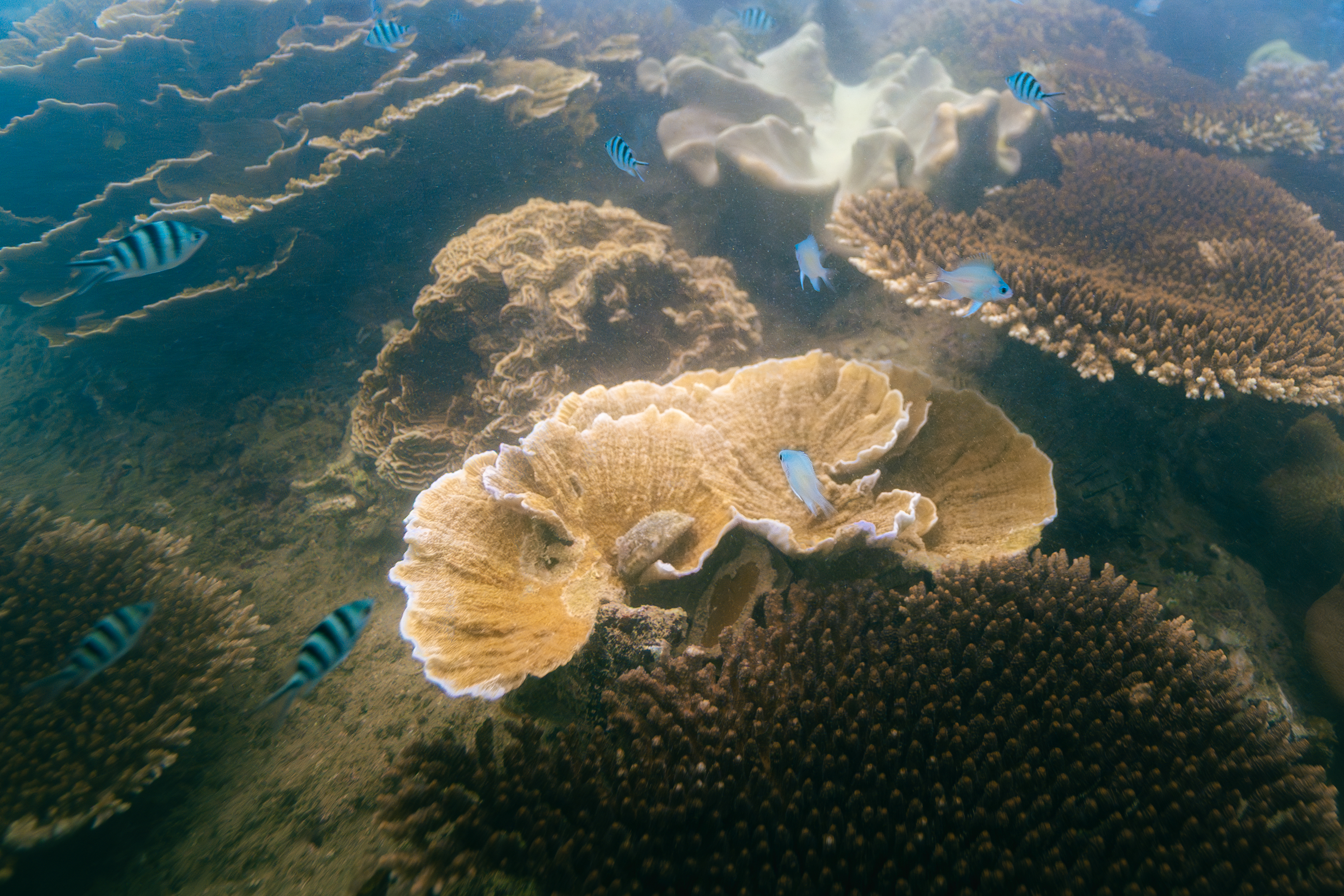 fish swimming in the water