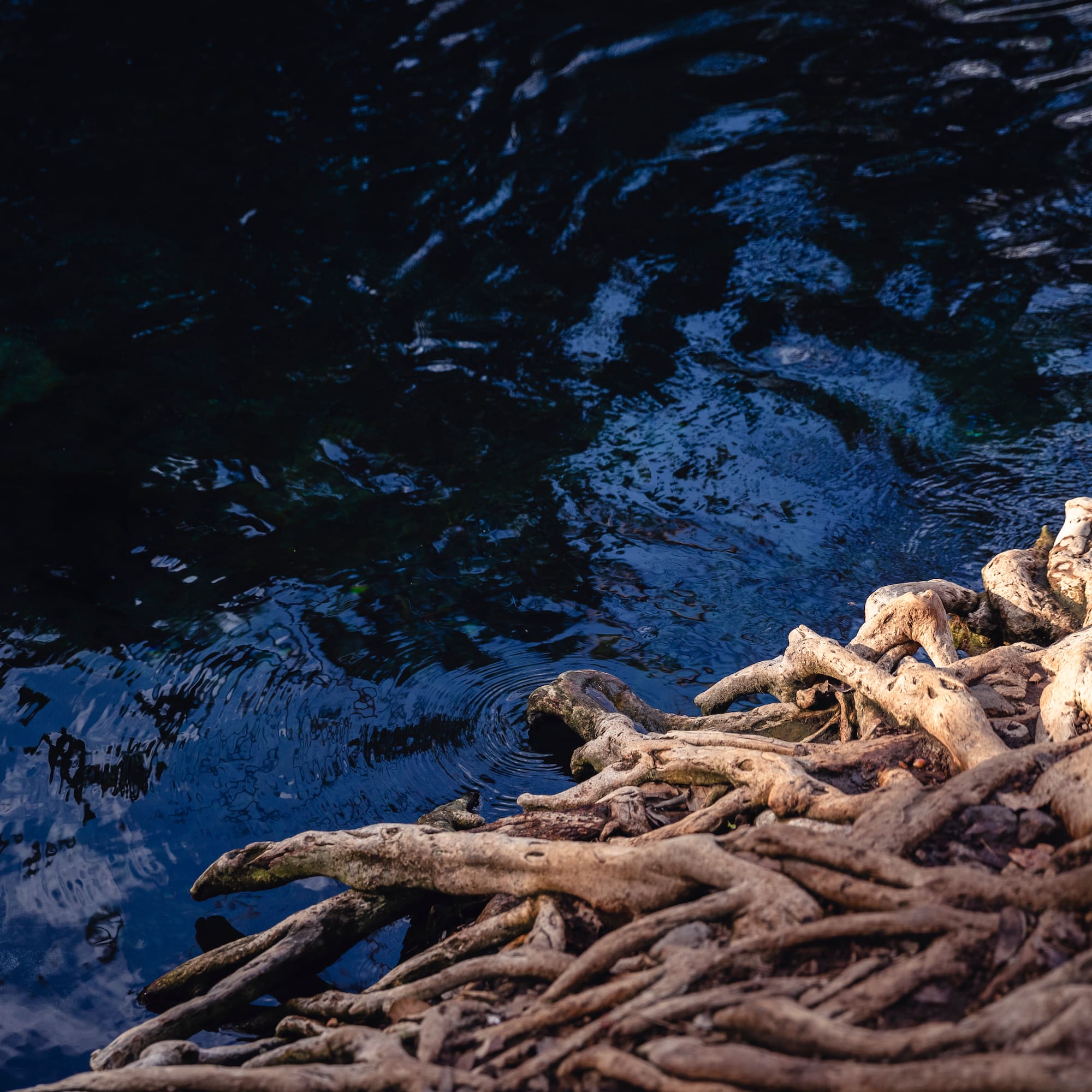 a tree roots on the water