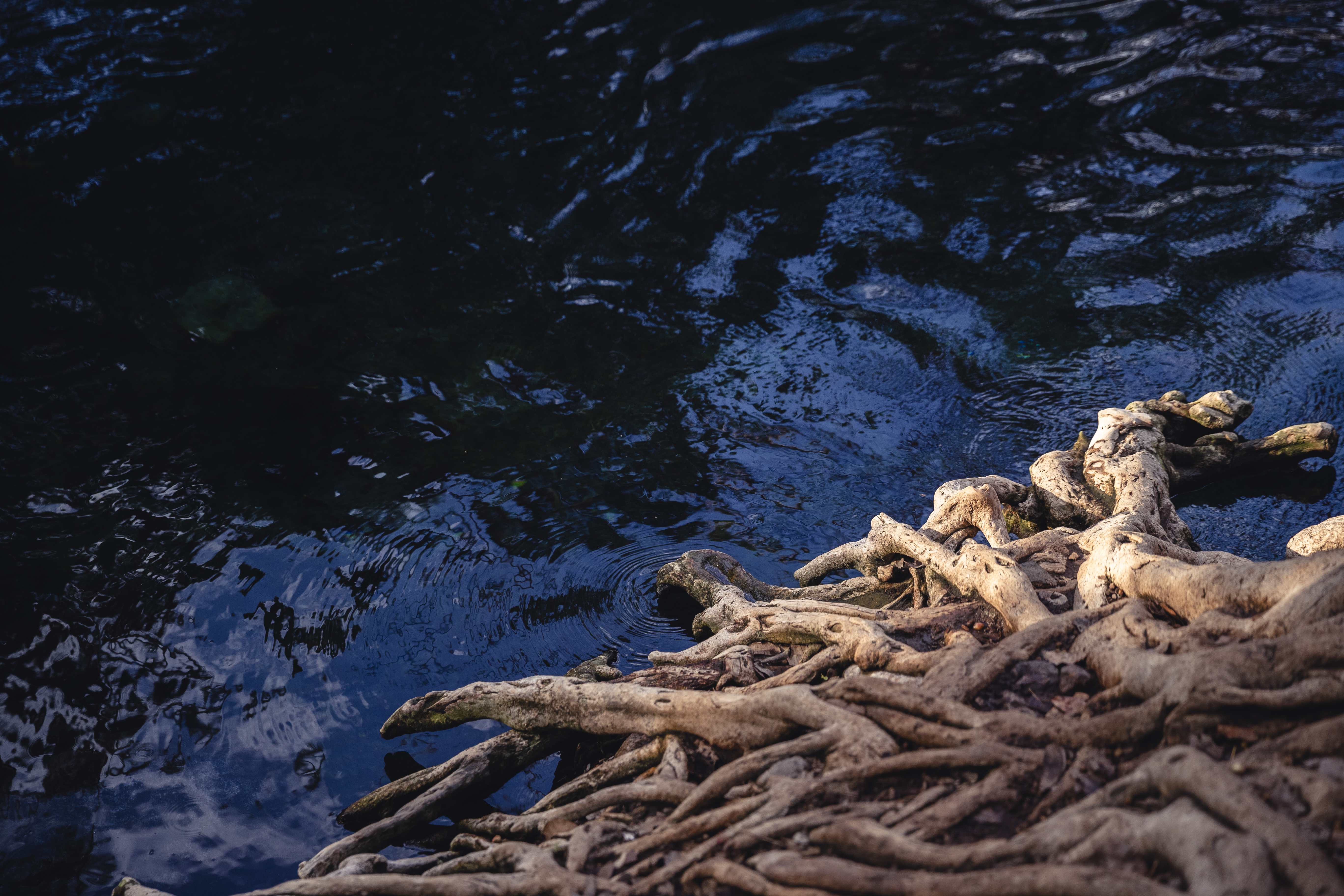 a tree roots on the water