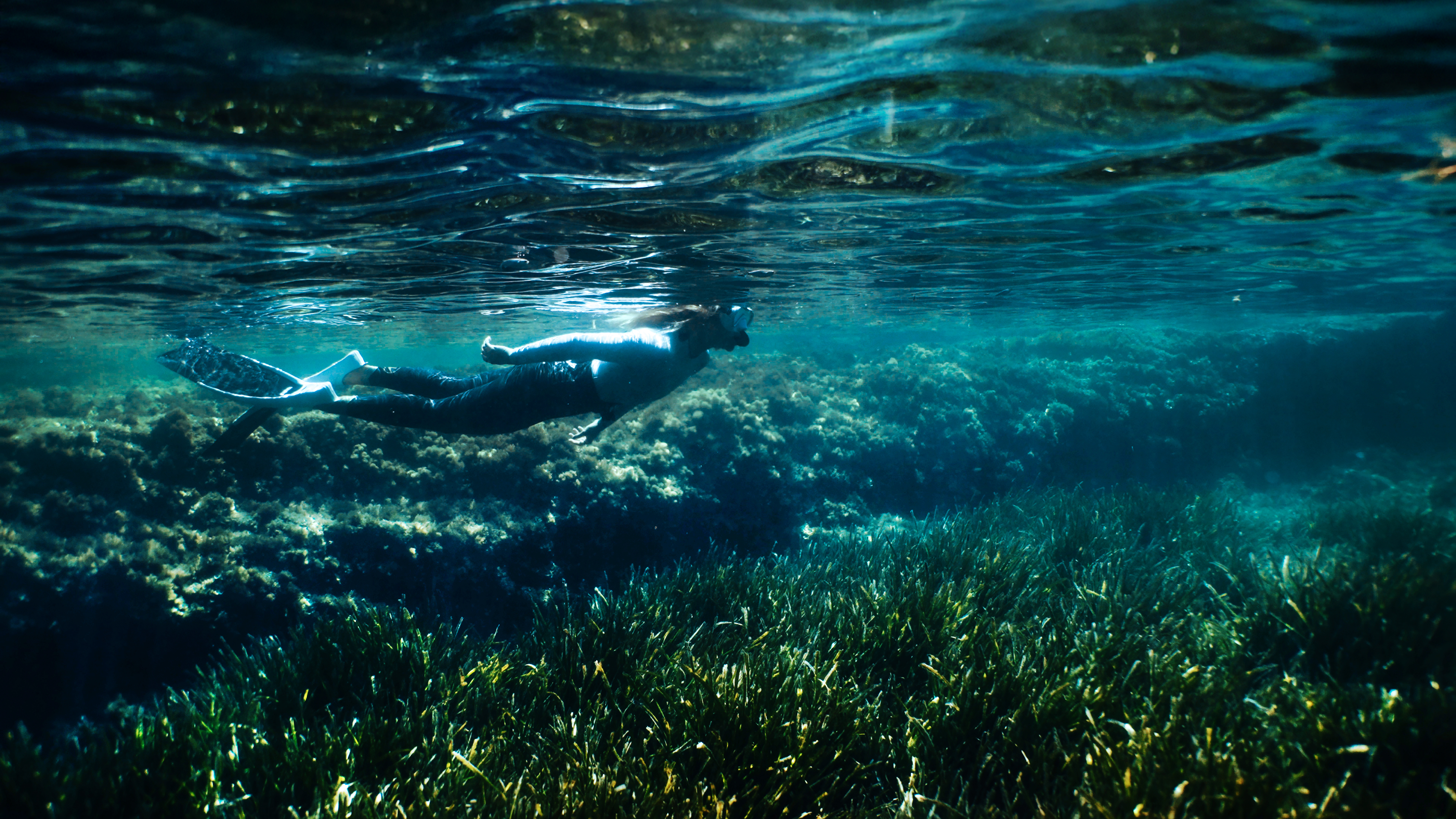 Underwater view of person snorkeling above lush seagrass bed.
