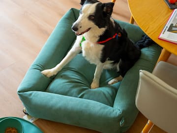 a dog sitting on a dog bed