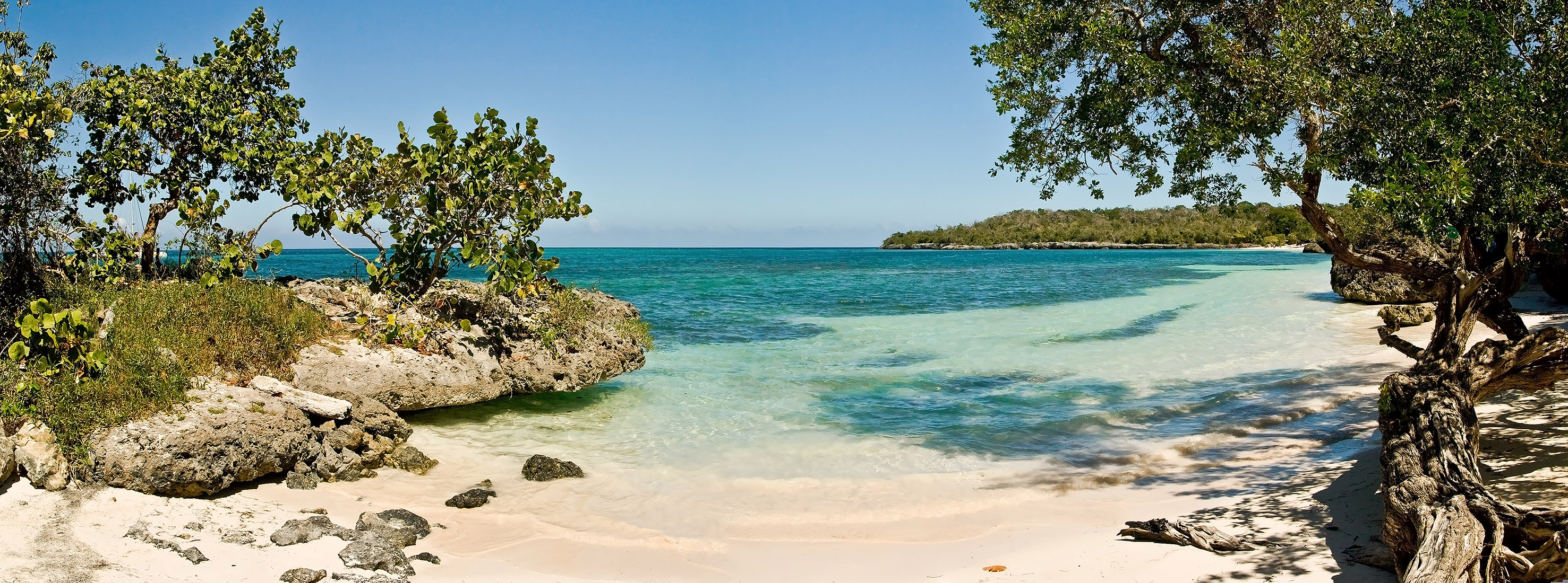 a beach with a rock and trees