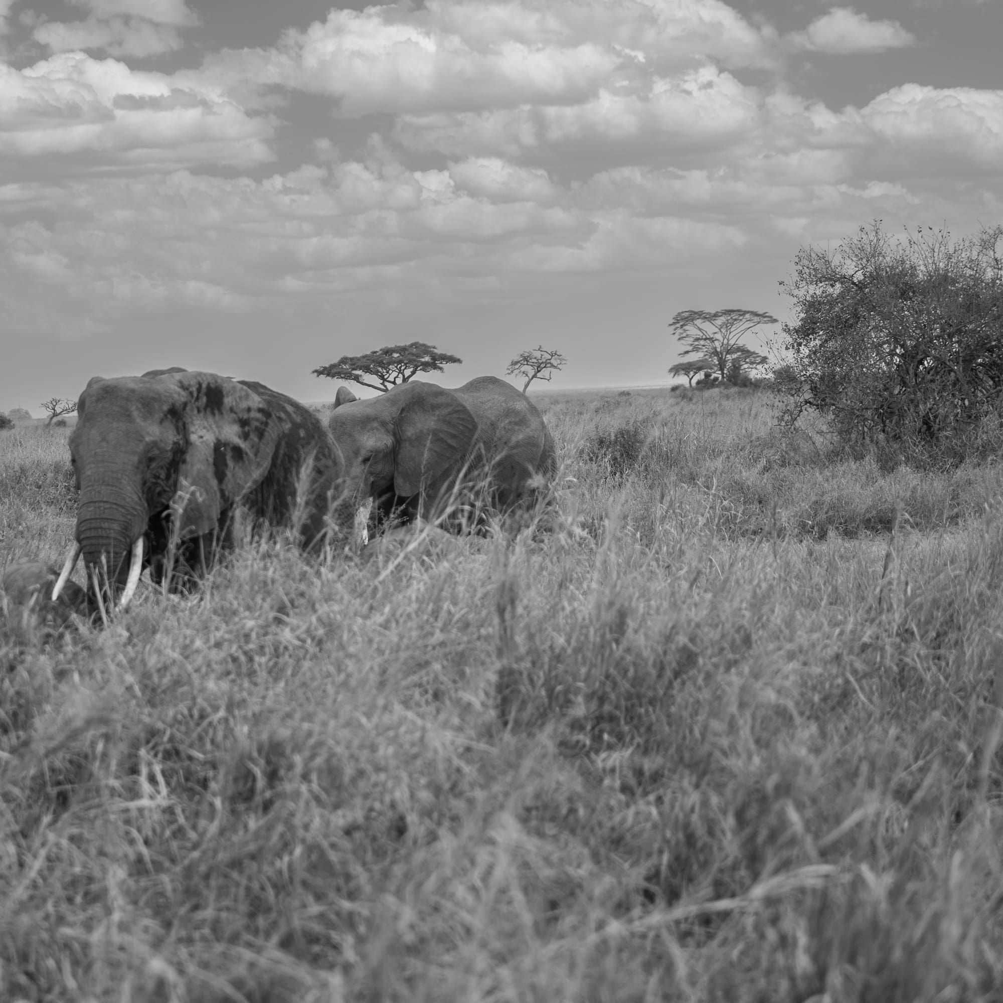 elephants in a grassy field