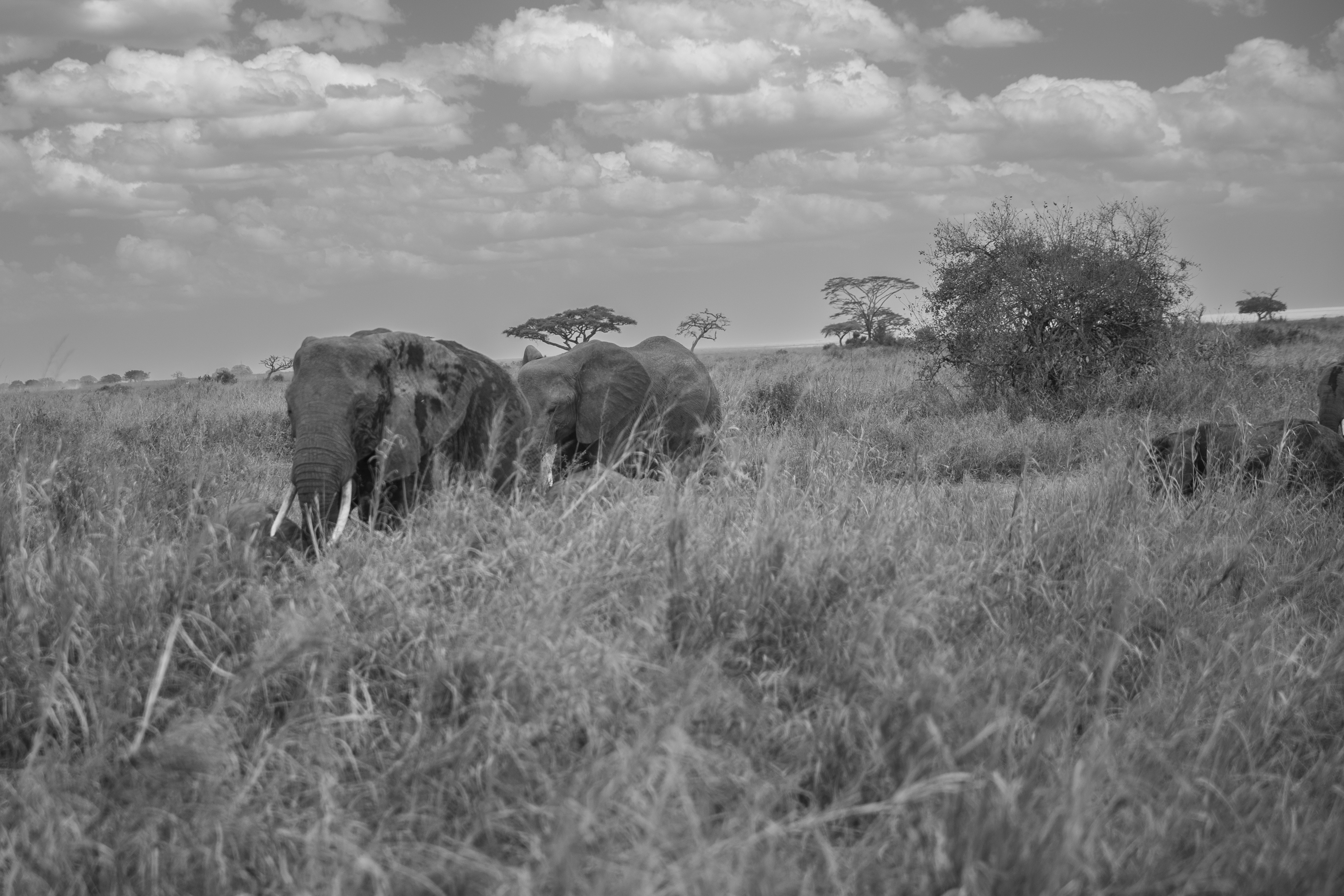 elephants in a grassy field