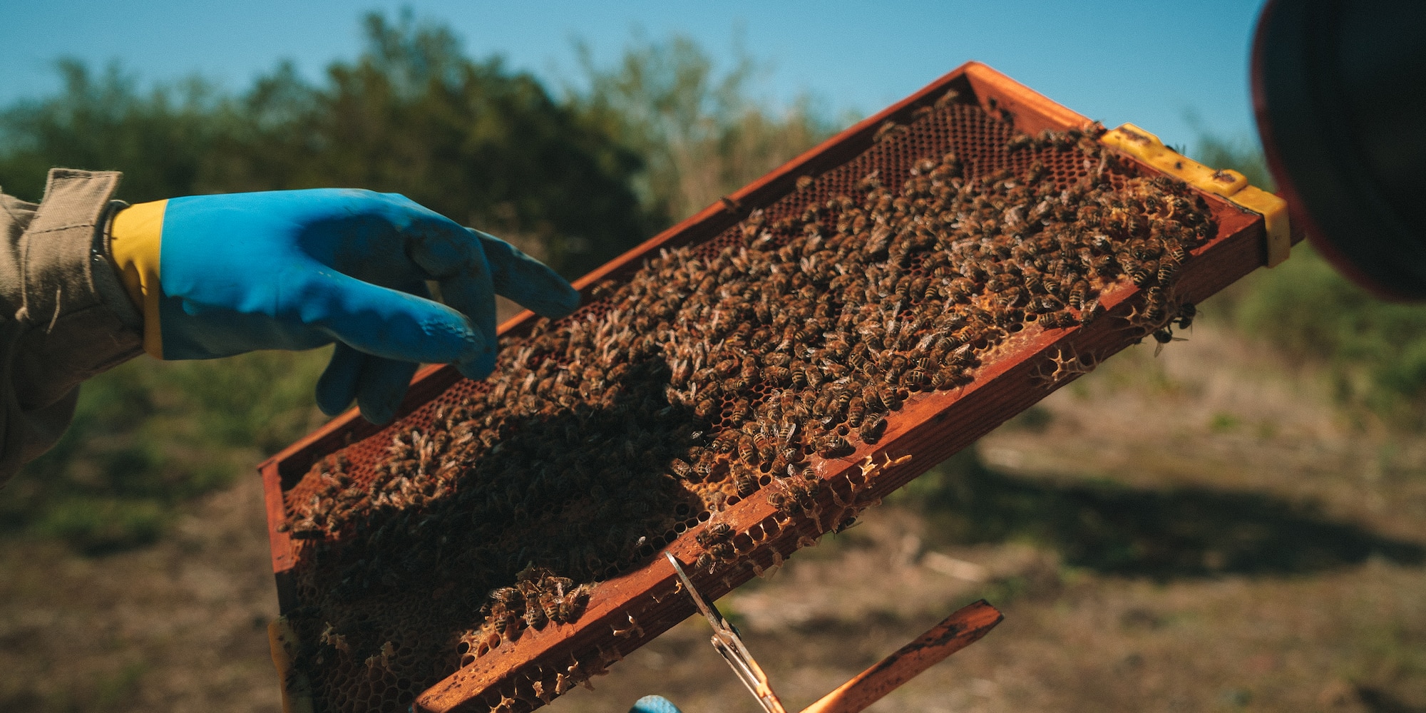a person holding a wooden frame with bees