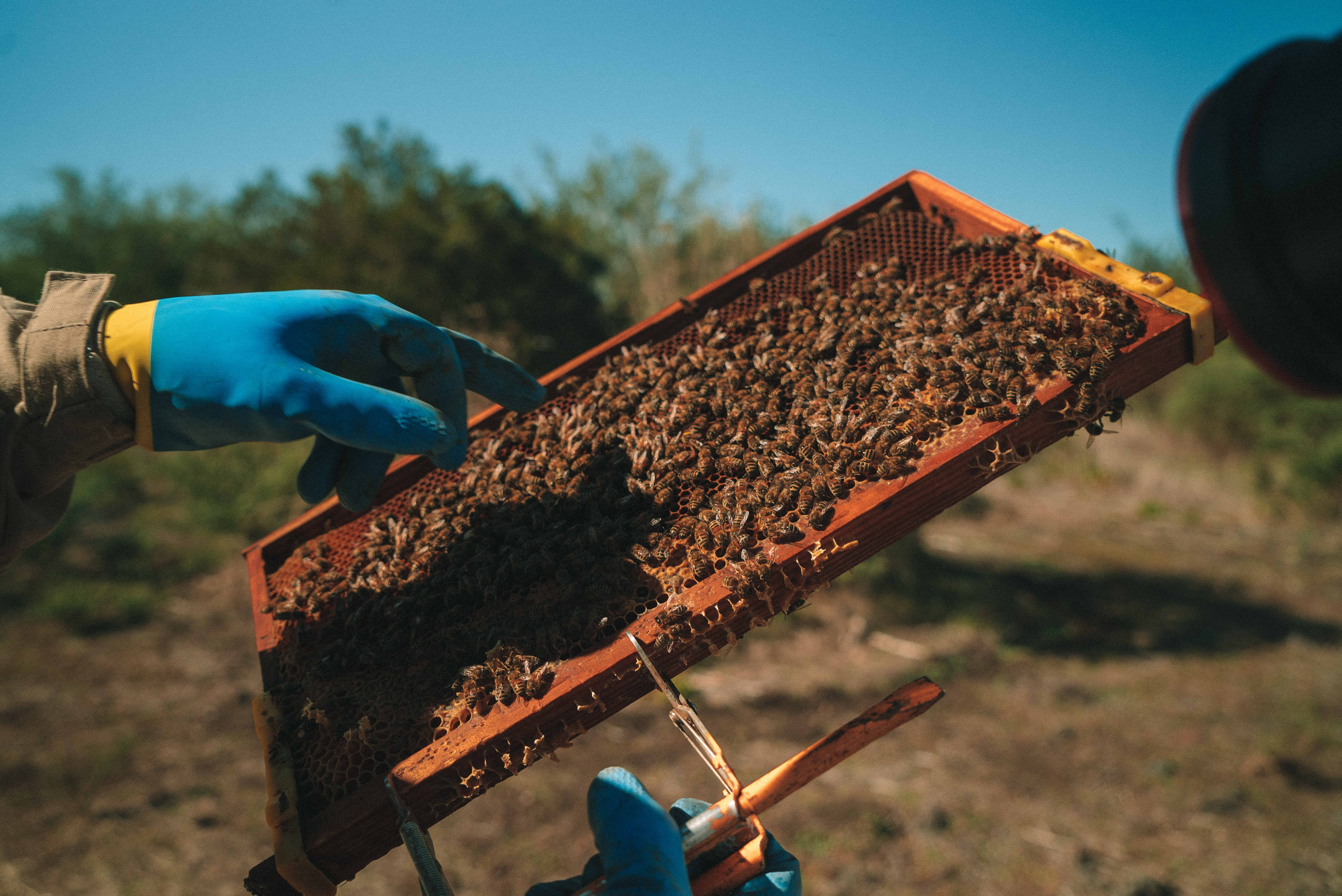 a person holding a wooden frame with bees
