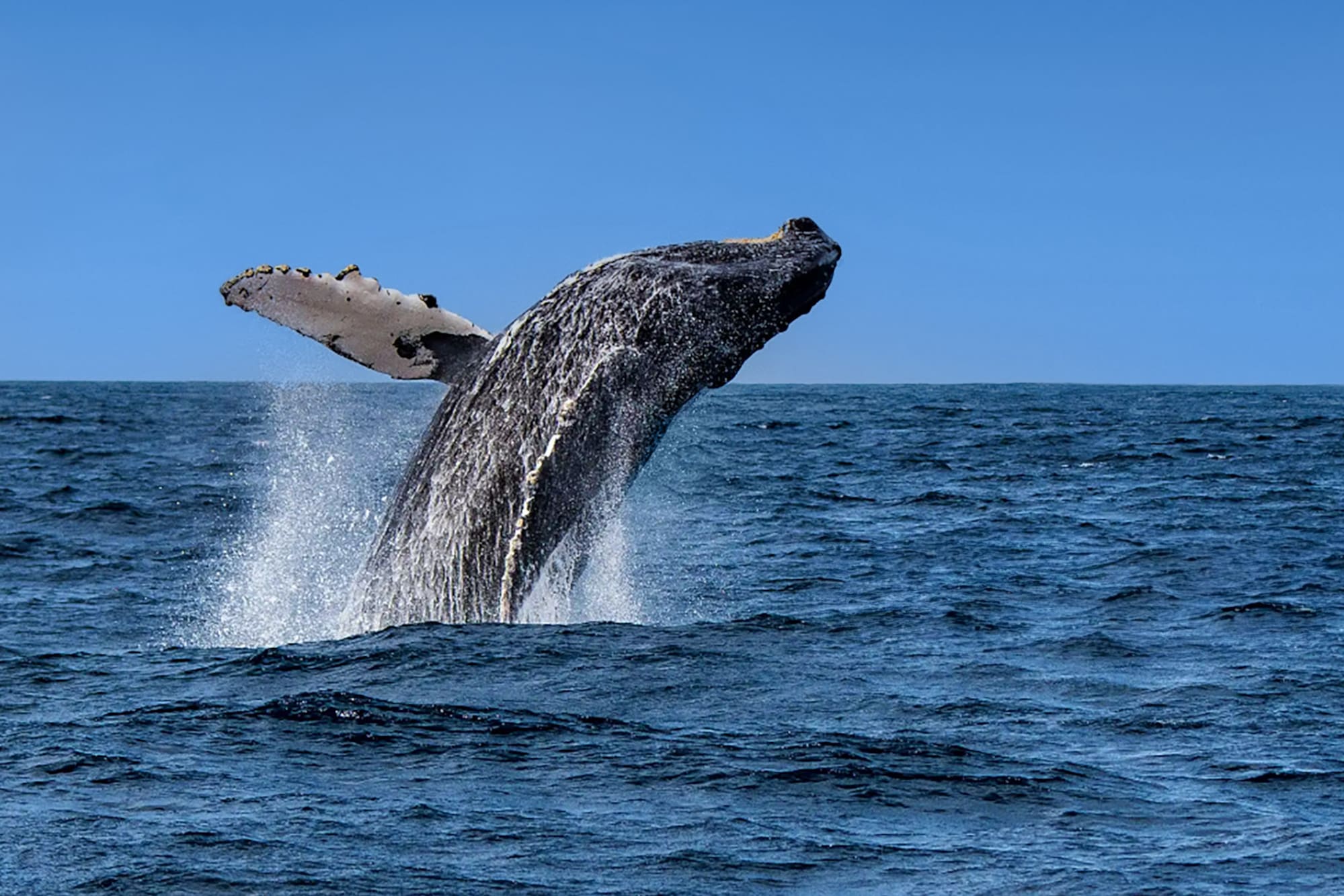 a whale jumping out of the water