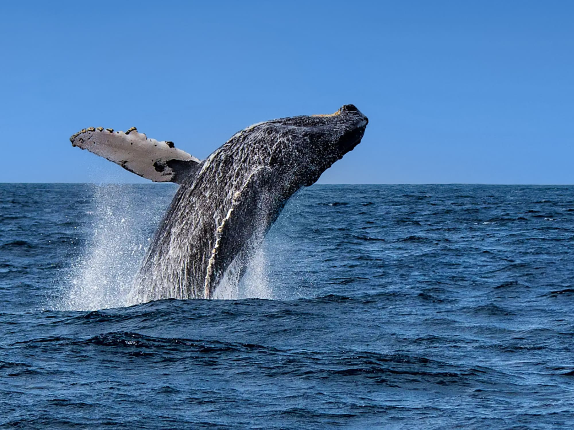 a whale jumping out of the water